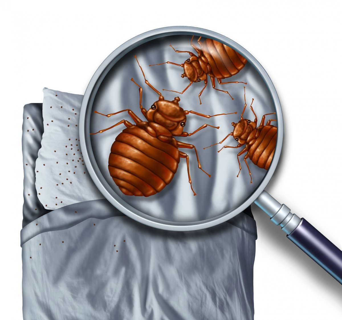 Free Bed Bug Inspection